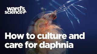 Caring and Culturing for Daphnia [upl. by Ynar]