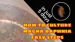 How to Culture Magna Daphnia Easily [upl. by Trici]