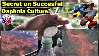 How to Culture Daphnia Successfully [upl. by Ivatts275]