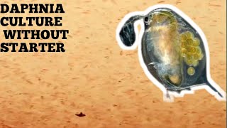 HOW TO CULTURE DAPHNIA NATURALLY WITHOUT A STARTER [upl. by Otirecul]