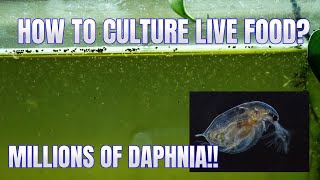 How to Culture Daphnia Secret Method to Breed MILLIONS  Simply Aquatic [upl. by Hgielra]