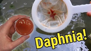 How I Culture Daphnia In Outdoor Tubs [upl. by Adnovoj398]