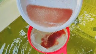 How to culture daphnia  Daphnia culture  How to grow daphnia outdoor [upl. by Anitsugua]