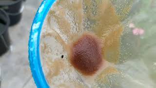 How to culture daphnia moina in a small container Part 1 English Subtitle [upl. by Savdeep]