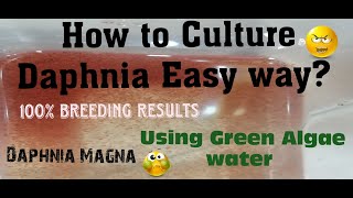 Daphnia MagnaHow to Culture Daphnia Easy wayCulturing Daphnia using Green water Daphnia [upl. by Gelya]