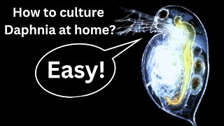 BEST Live Fish Food Beginner guide How to Culture Daphnia at home [upl. by Valerie391]