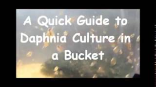 How to culture daphnia outside [upl. by Rech528]