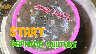 How to culture daphnia moina the easy way 1  Starting the Daphnia culture [upl. by Reckford]