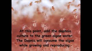 Daphnia  How to grow daphnia in your home [upl. by Acissej602]