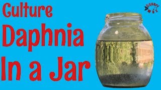 How to Culture Daphnia in a Jar [upl. by Amend352]