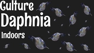 How to Culture Daphnia [upl. by Shermie]