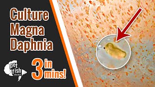 How to culture DAPHNIA MAGNA  The easy way [upl. by Marabel]