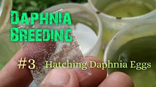 Daphnia Culture made simple and easy 3  Hatching Daphnia eggs [upl. by Hake]