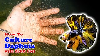 How to Culture Daphnia with ZERO Cost  Unlimited Live Food For Our Fish [upl. by Nora]