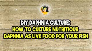 DIY Daphnia Culture How to Culture Nutritious Daphnia as Live Food for Your Fish [upl. by Keon]