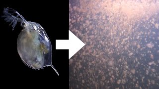 How I Culture Daphnia [upl. by Pietro]