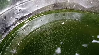 DAPHNIA MOINA CULTURE IN A SMALL BUCKET [upl. by Arinaj70]