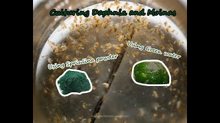 How To Culture Daphnia and Moinas using Green Water Spirulina powder [upl. by Sephira554]