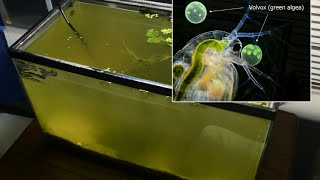 Raising Daphnia for the Freshwater Aquarium [upl. by Irtimd]