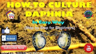 HOW TO CULTURE DAPHNIA In Easy Way [upl. by Yhtomit359]